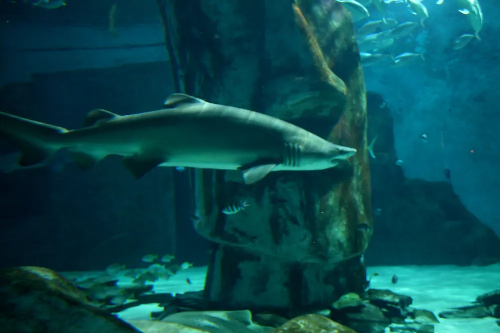 London Aquarium