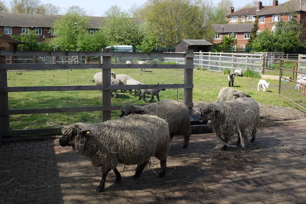 Surrey Docks Farm