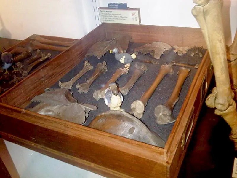 Grant Museum of Zoology