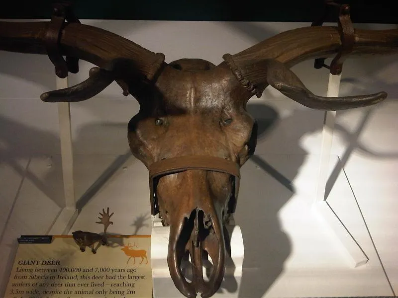 Grant Museum of Zoology