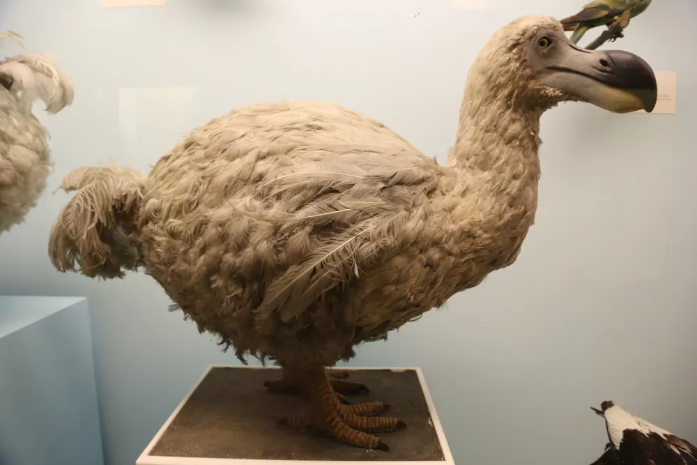 Natural History Museum